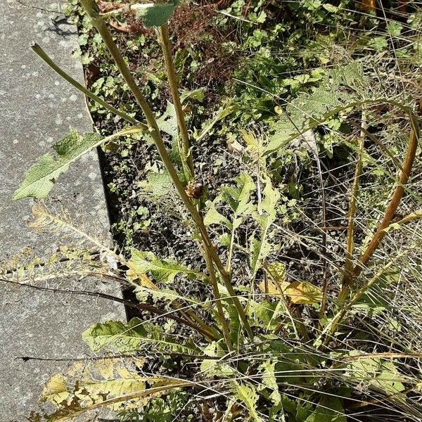 Carlina vulgaris Lubje