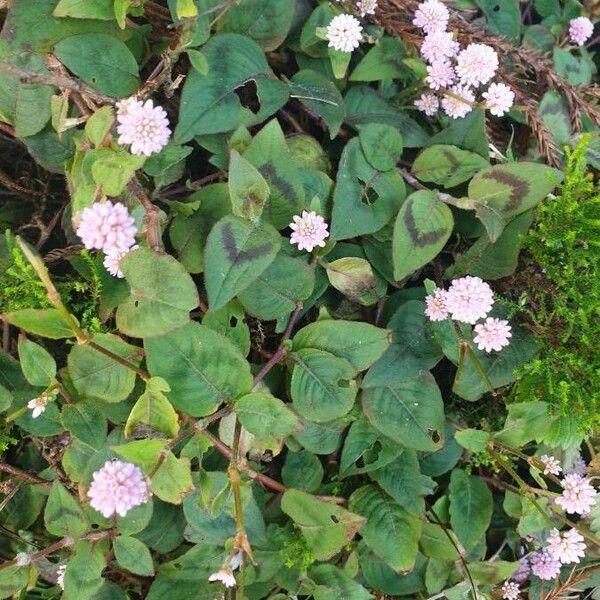 Persicaria capitata Цвят