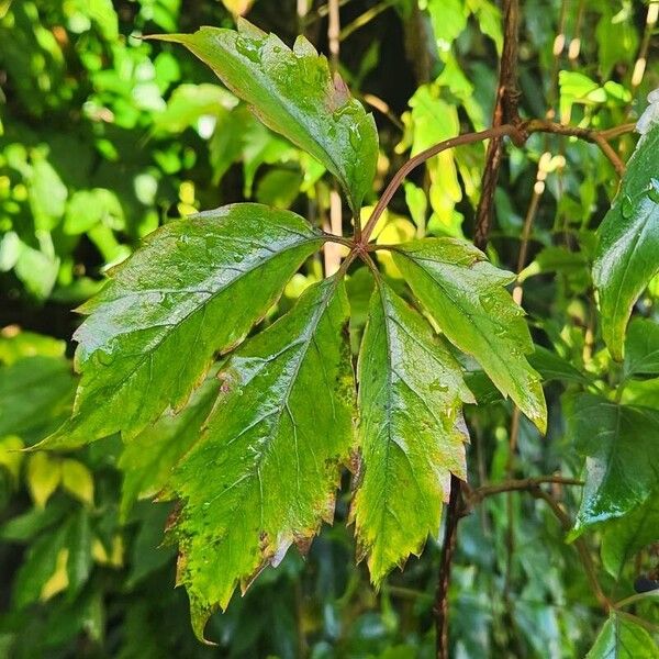 Parthenocissus inserta Folha