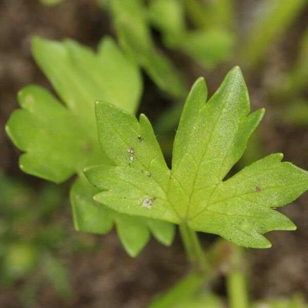 Ranunculus muricatus Leaf