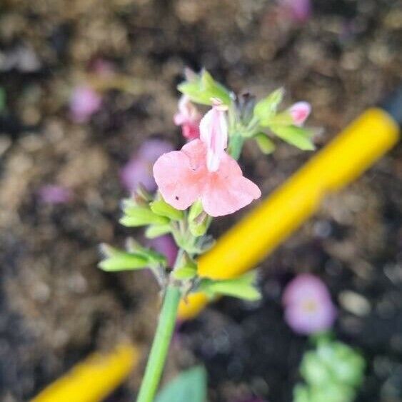 Salvia coccinea Цветок