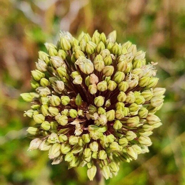 Allium atroviolaceum Flower