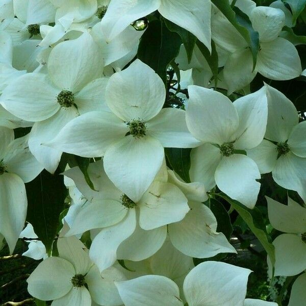 Cornus kousa Flower