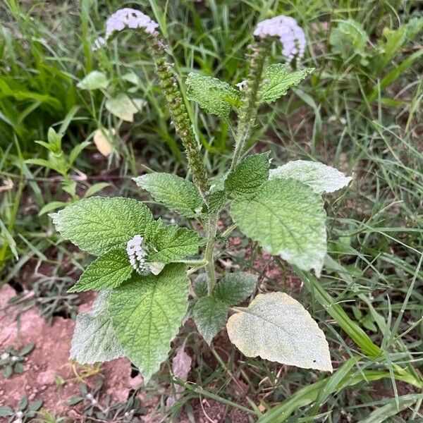 Heliotropium indicum Fuelha