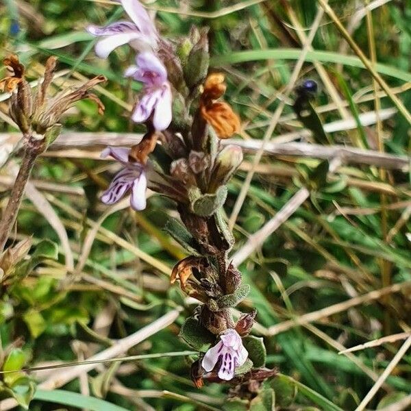 Dyschoriste hildebrandtii Flors