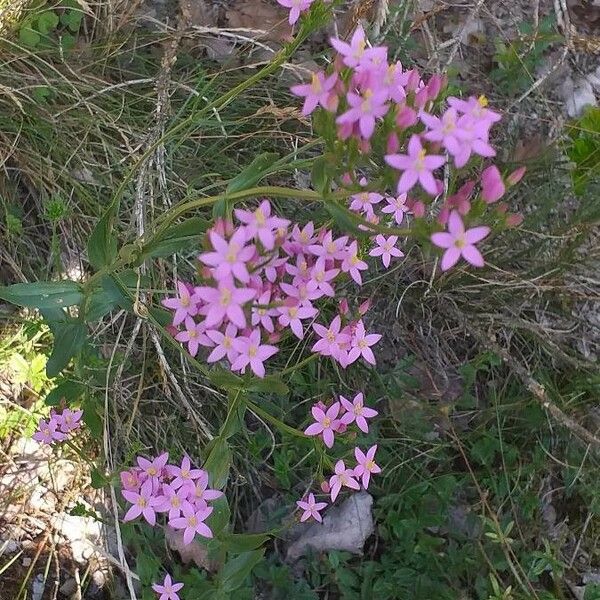 Centaurium erythraea Flor