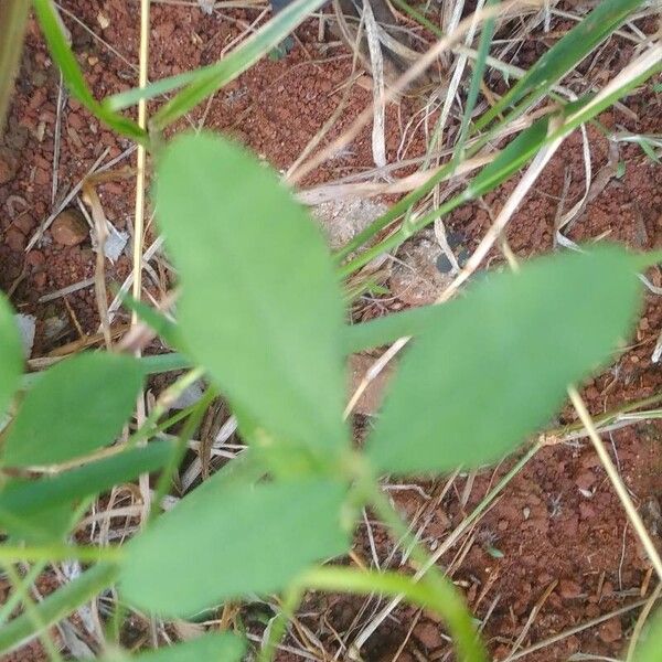 Crotalaria micans Feuille