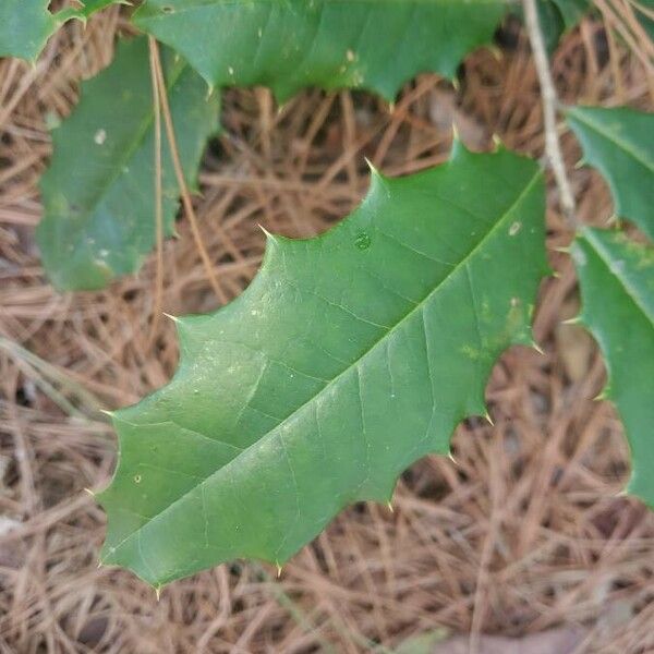 Ilex opaca Лист