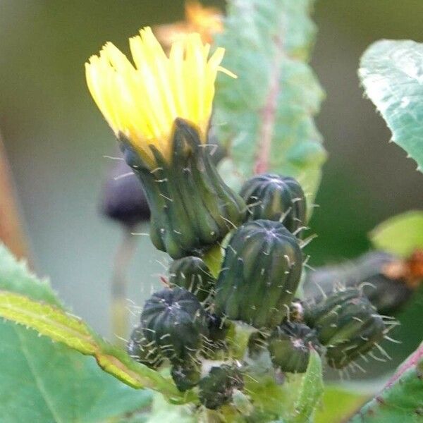 Sonchus oleraceus Flor