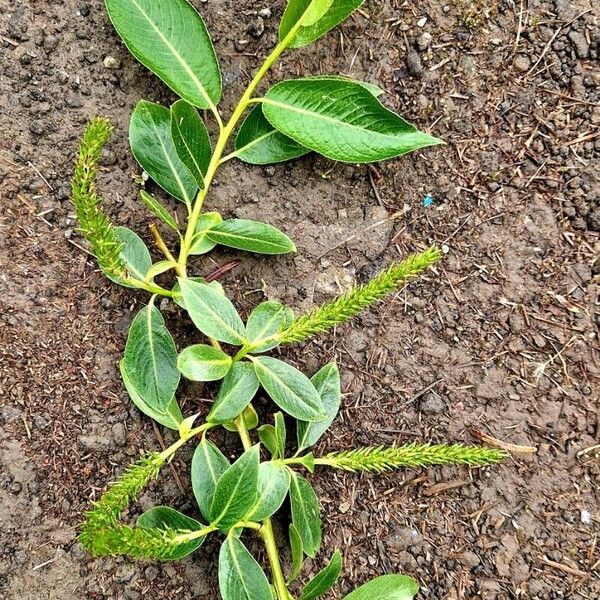 Salix pentandra Habit