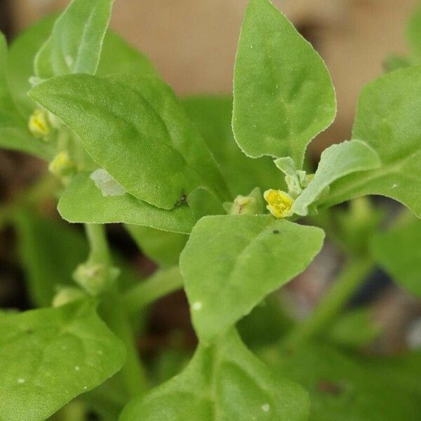 Tetragonia tetragonioides Fleur