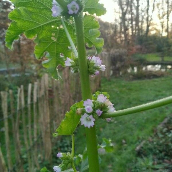 Malva verticillata ᱵᱟᱦᱟ