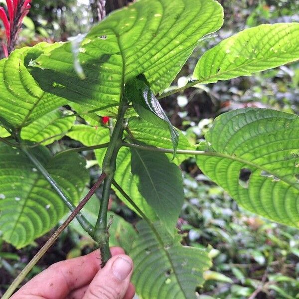 Stenostephanus leiorhachis পাতা