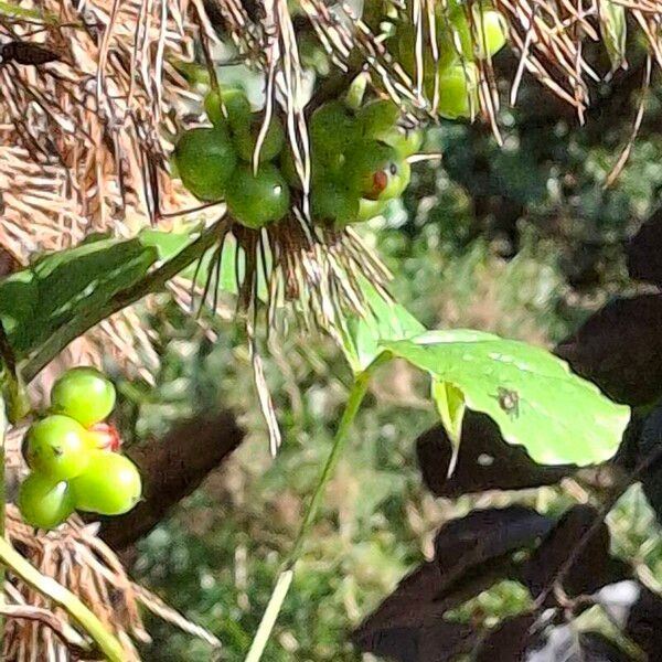 Dioscorea communis Плод