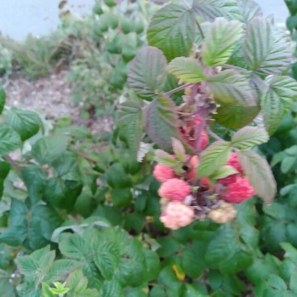Rubus idaeus Blad