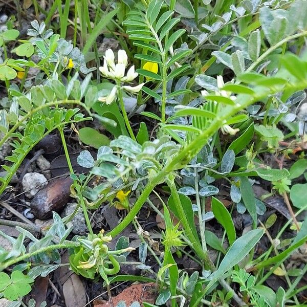Astragalus hamosus Muu