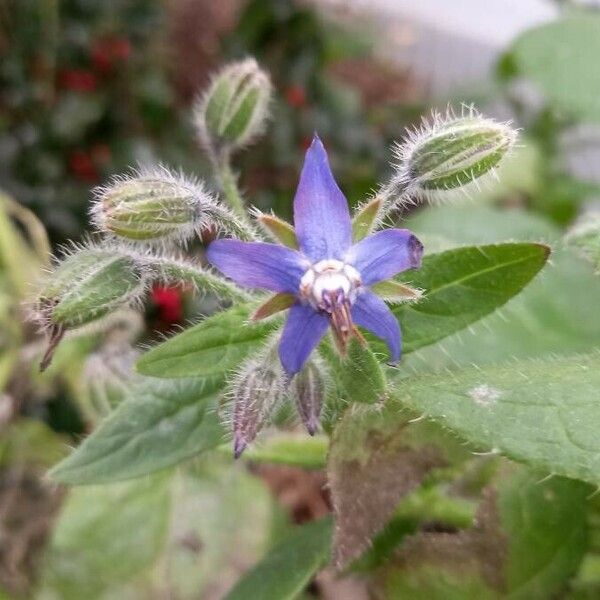 Borago officinalis Flower