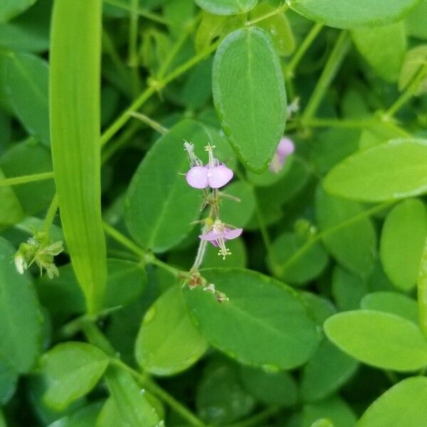 Grona adscendens फूल