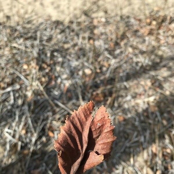 Betula occidentalis Fuelha