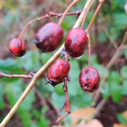 Crataegus monogyna ഫലം