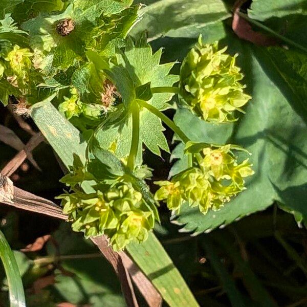 Alchemilla monticola Λουλούδι