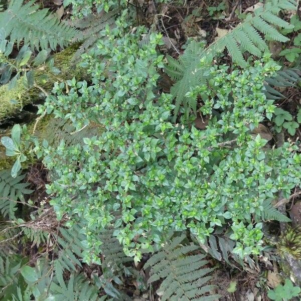 Pilea urticifolia Celota