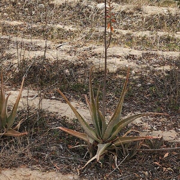 Aloe officinalis Habitus
