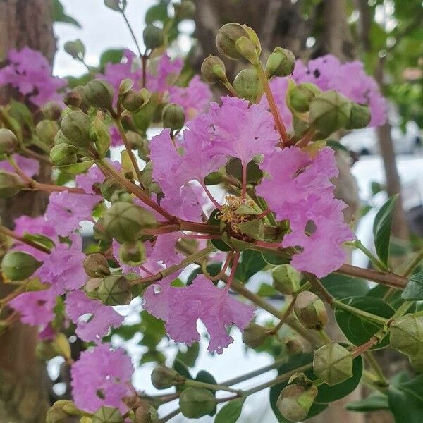 Lagerstroemia speciosa Flower