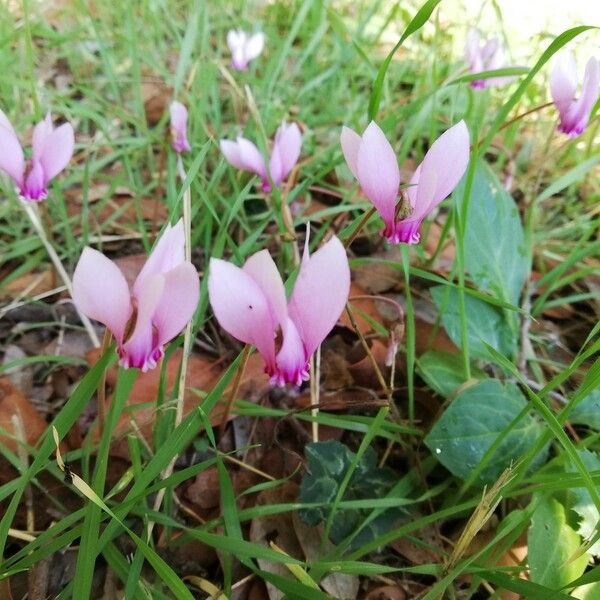 Cyclamen hederifolium Цветок