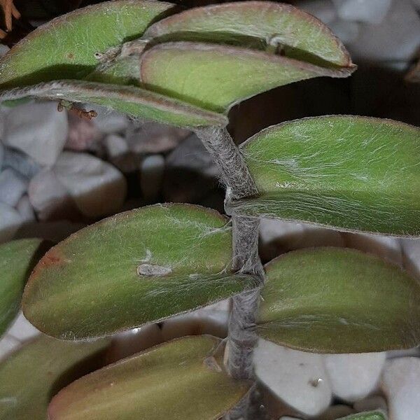 Tradescantia sillamontana Leaf