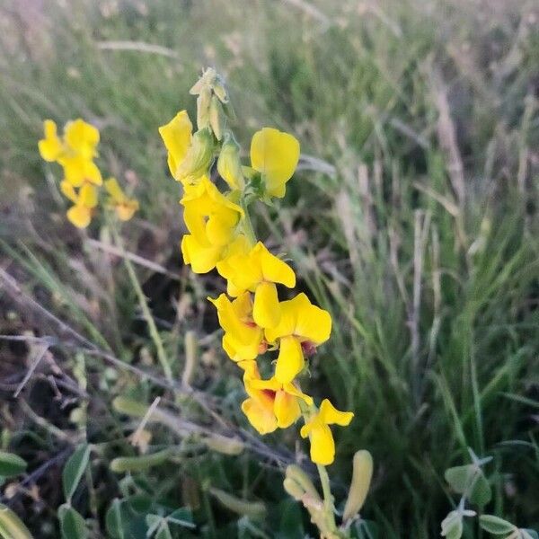 Crotalaria verdcourtii फूल