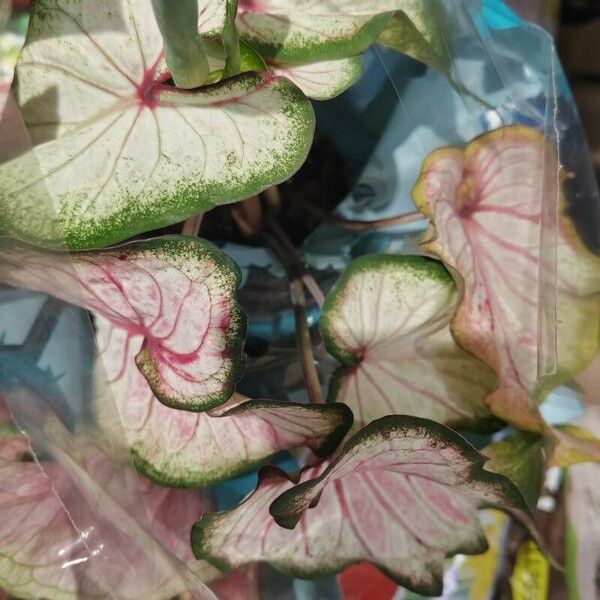 Caladium bicolor Leaf