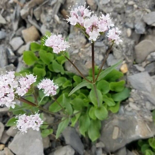 Valeriana montana Flower