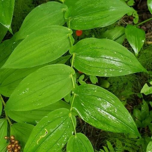 Streptopus amplexifolius Leaf