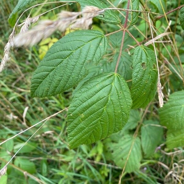 Rubus canadensis برگ