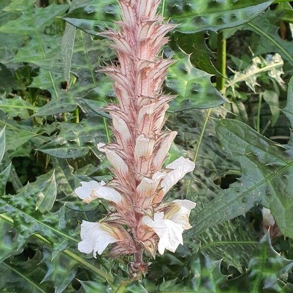 Acanthus montanus Flor