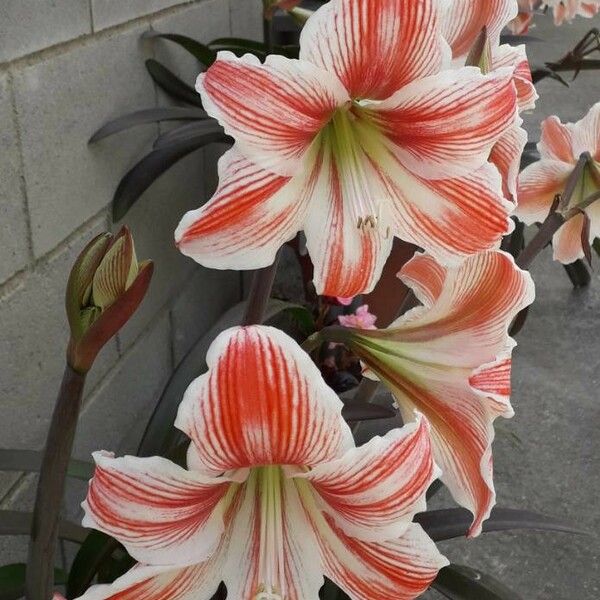 Hippeastrum reginae ফুল