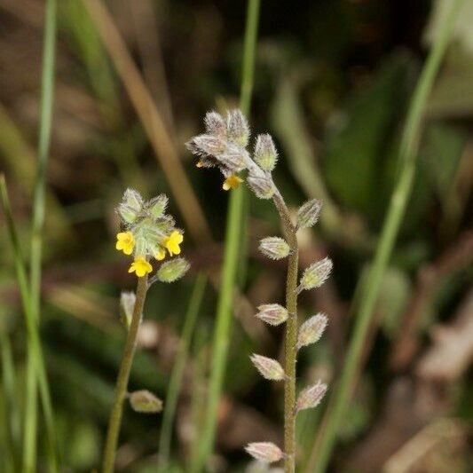 Myosotis balbisiana Other