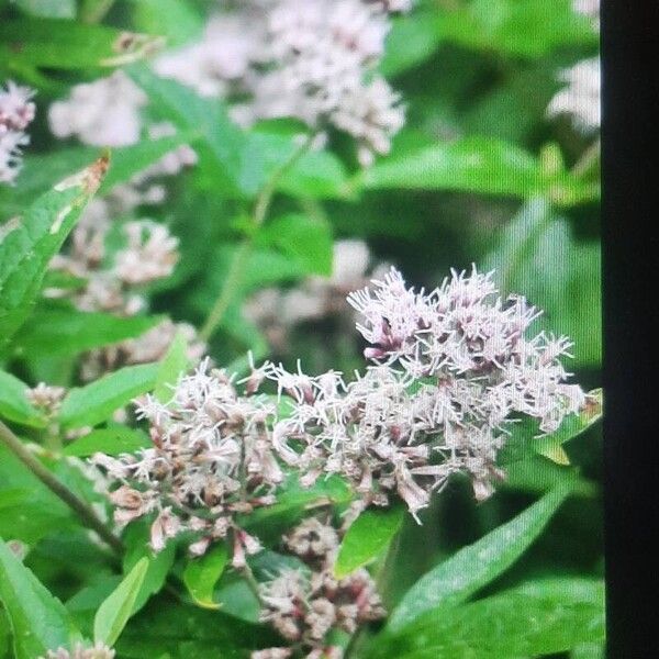 Eupatorium cannabinum Flor