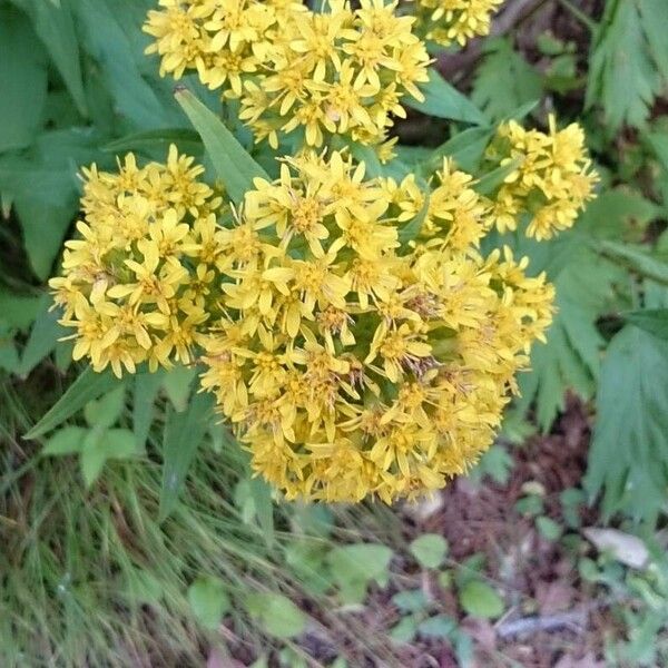 Solidago virgaurea Кветка