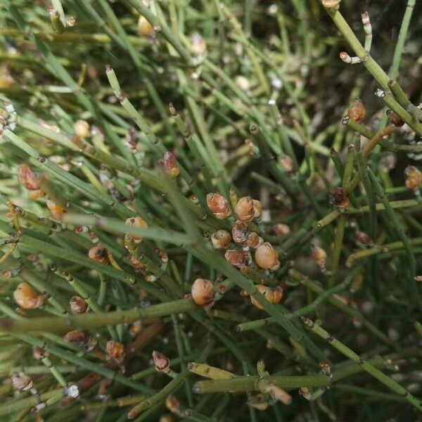 Ephedra major Fruitua