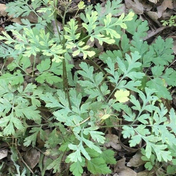 Dicentra eximia Yaprak