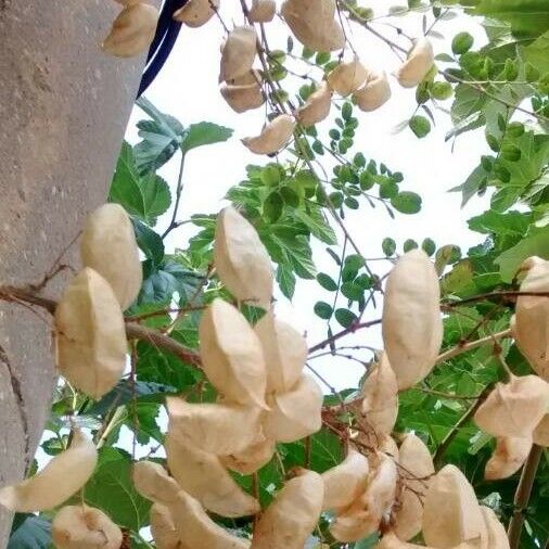 Colutea arborescens Frucht