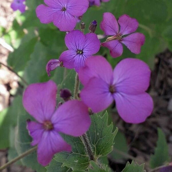 Lunaria annua Kwiat