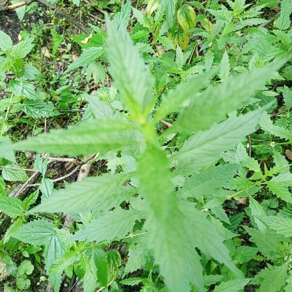 Lycopus europaeus Blad