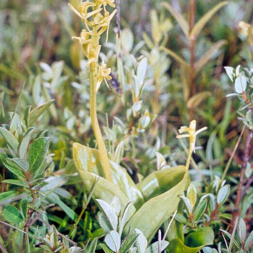 Liparis loeselii Flower