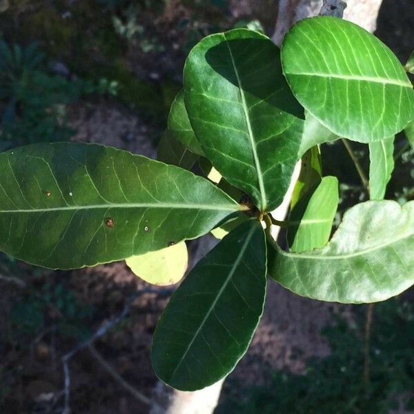 Garcinia livingstonei Leht