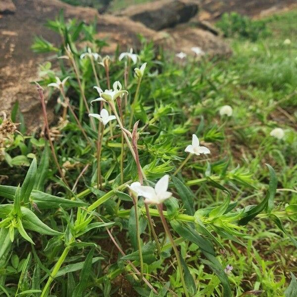 Conostomium quadrangulare Blomma