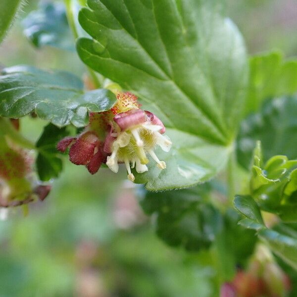 Ribes uva-crispa Fiore