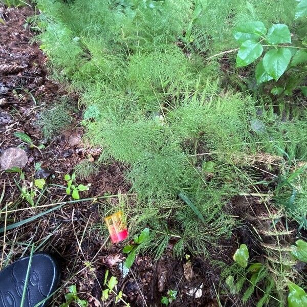 Equisetum sylvaticum Foglia